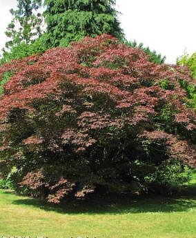 Acer palmatum f. atropurpureum